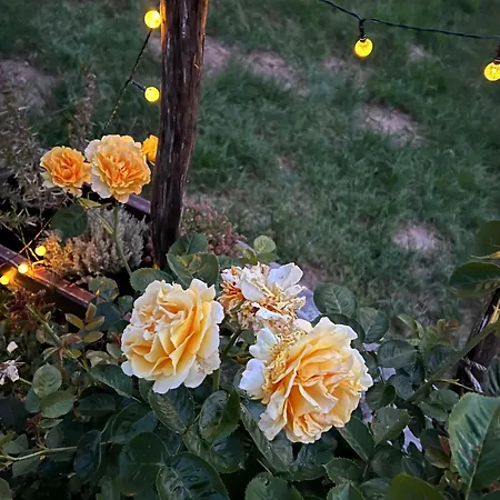 Apartment Wendelinus Mit Pool&sauna Hausach